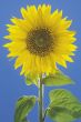 Plakáty / Sunflower