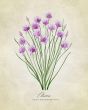 REPRODUKCE - Chives vintage