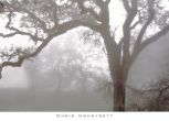 Reprodukce - Fotografie Krajin - Oaks in Fog, Mendocino