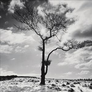 Reprodukce - Fotografie - Lone Tree 2. Peak Districk, England, Dave Butcher