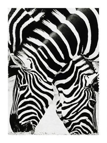 Reprodukce - Fotografie - Zv / Two Zebras, Peluchetti