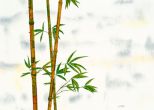 Reprodukce - Květiny - Bambus