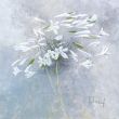Reprodukce - Květiny - Enchanted I