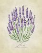 REPRODUKCE - Lavendel vintage