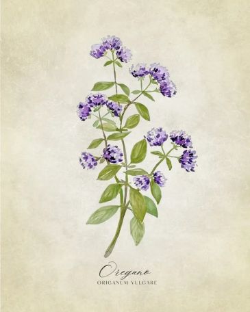 REPRODUKCE - Oregano vintage, Rosana Laiz Blursbyai