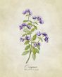 REPRODUKCE - Oregano vintage