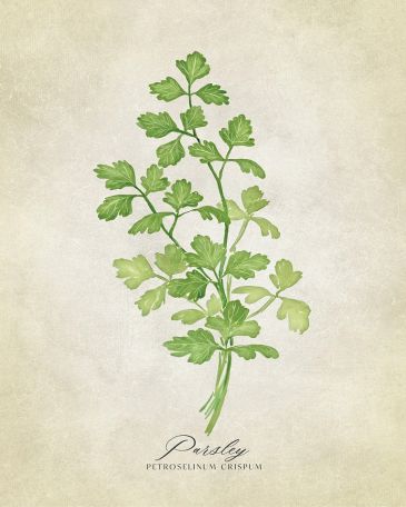 REPRODUKCE - Parsley vintage, Rosana Laiz Blursbyai