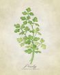 REPRODUKCE - Parsley vintage
