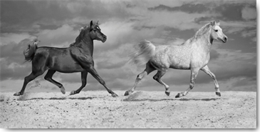 Reprodukce - Tisk na plátno - Horse Dancers, Jorge Llovet